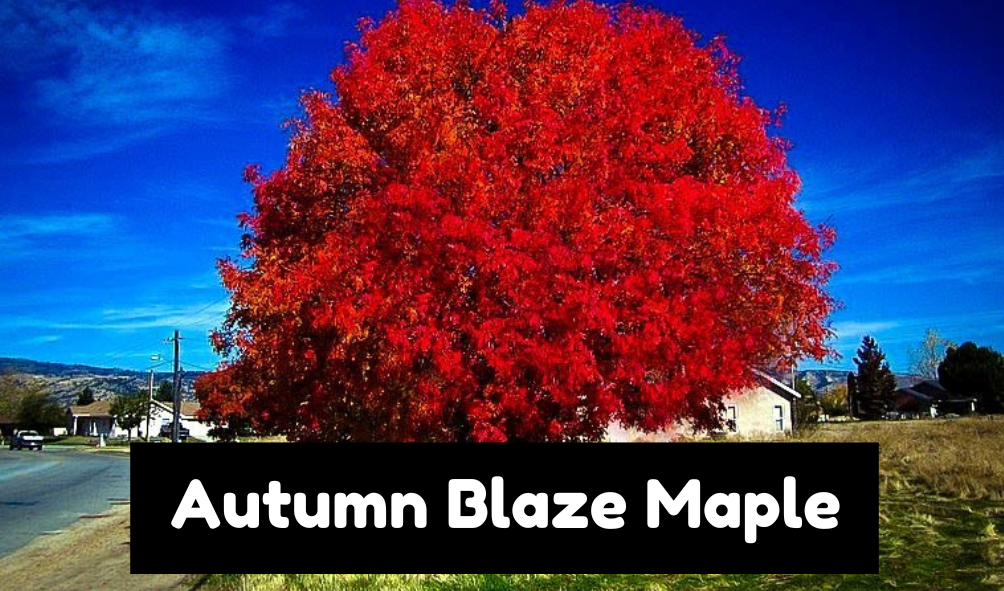 Autumn Blaze Maple