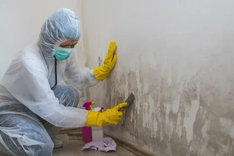 damp or mould